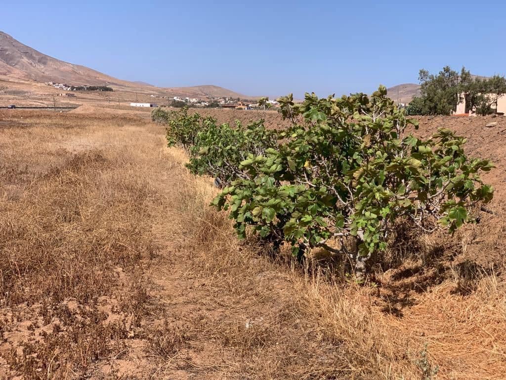 3 soverom Finca/Herregård til salgs i Puerto del Rosario med garasje - € 595 000 (Ref: 7581961)