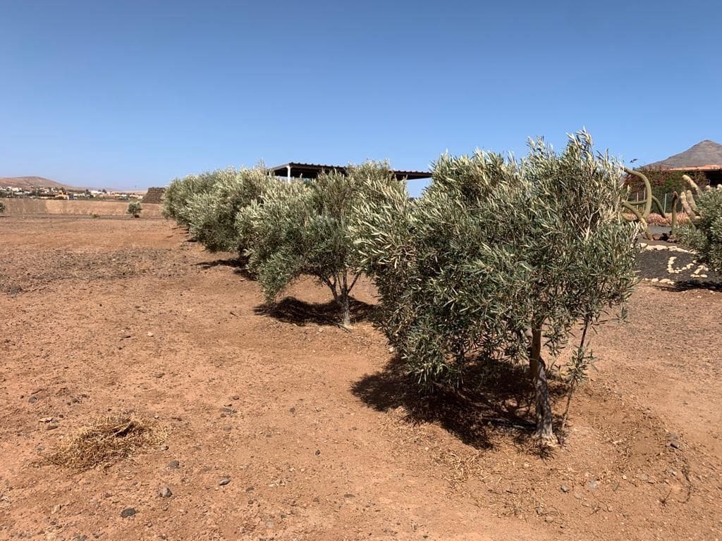 3 soverom Finca/Herregård til salgs i Puerto del Rosario med garasje - € 595 000 (Ref: 7581961)