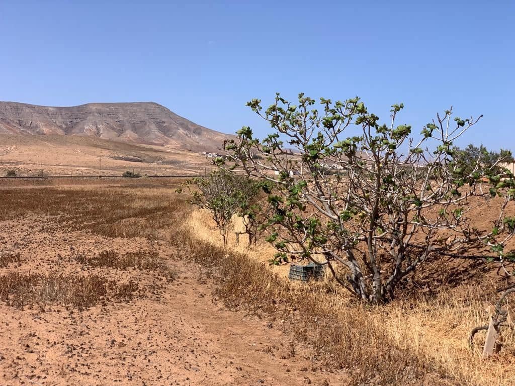 3 soverom Finca/Herregård til salgs i Puerto del Rosario med garasje - € 595 000 (Ref: 7581961)