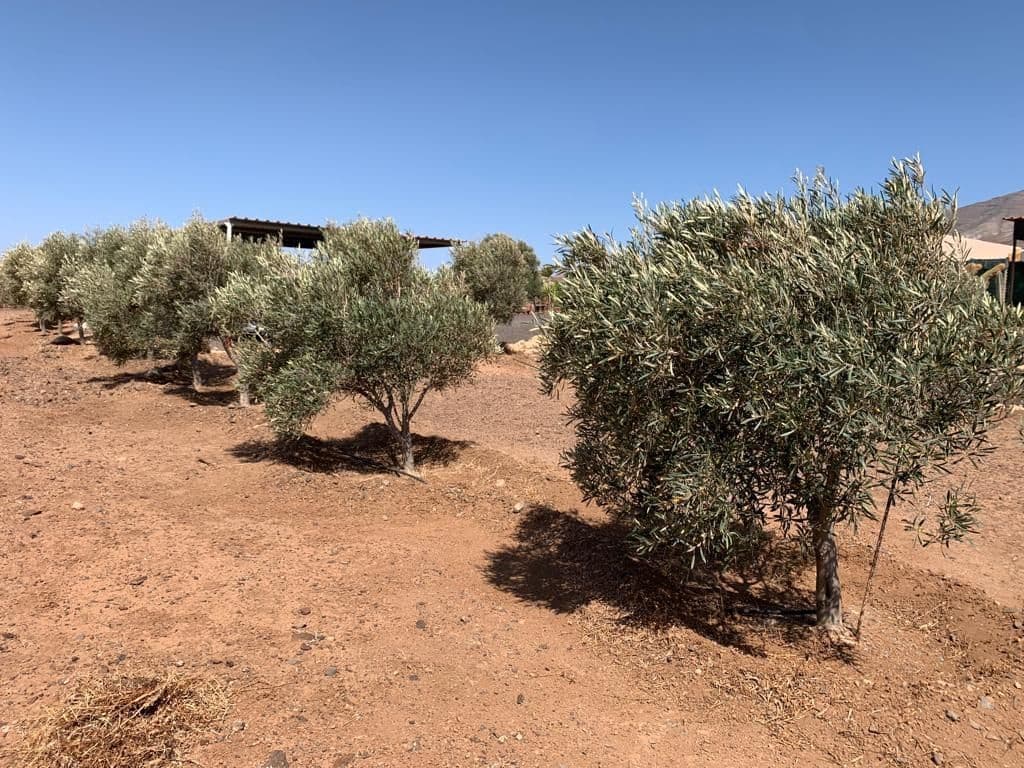 3 soverom Finca/Herregård til salgs i Puerto del Rosario med garasje - € 595 000 (Ref: 7581961)