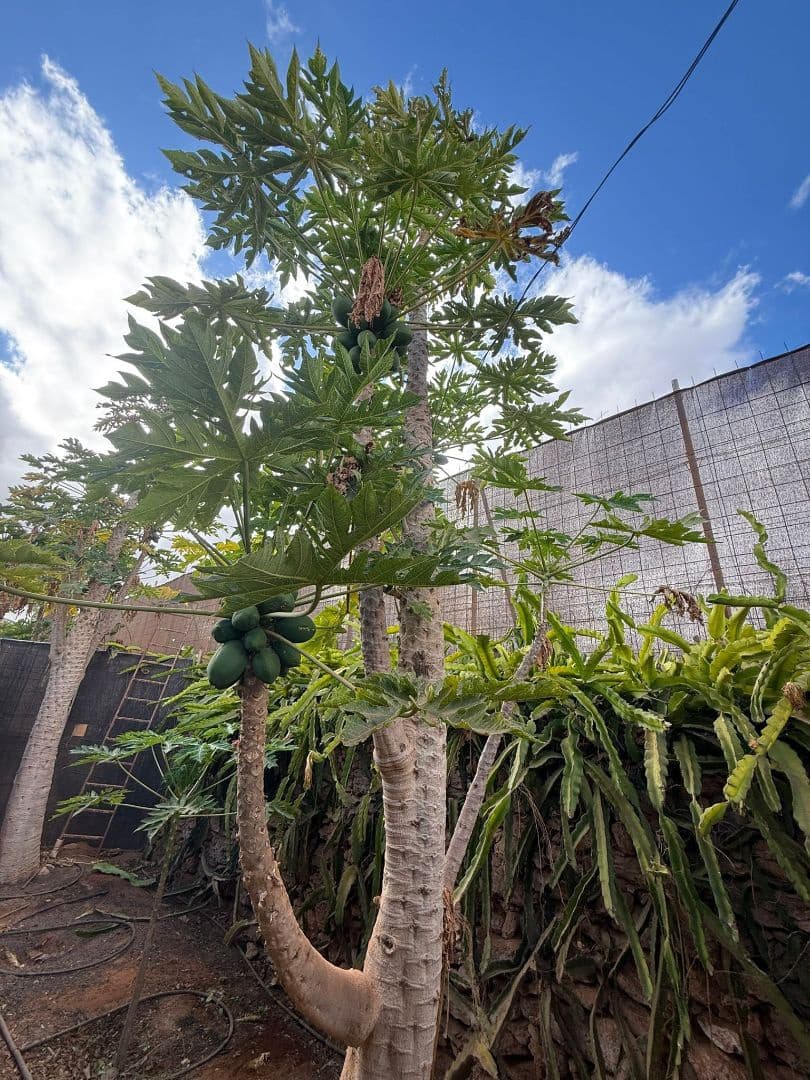 Finca/Casa di Campagna in vendita in Antigua - 450.000 € (Rif: 9646744)