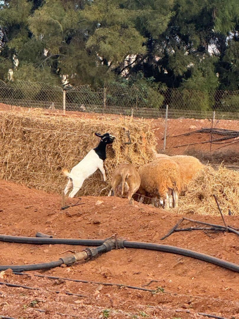 Finca/Casa di Campagna in vendita in Antigua - 450.000 € (Rif: 9646744)