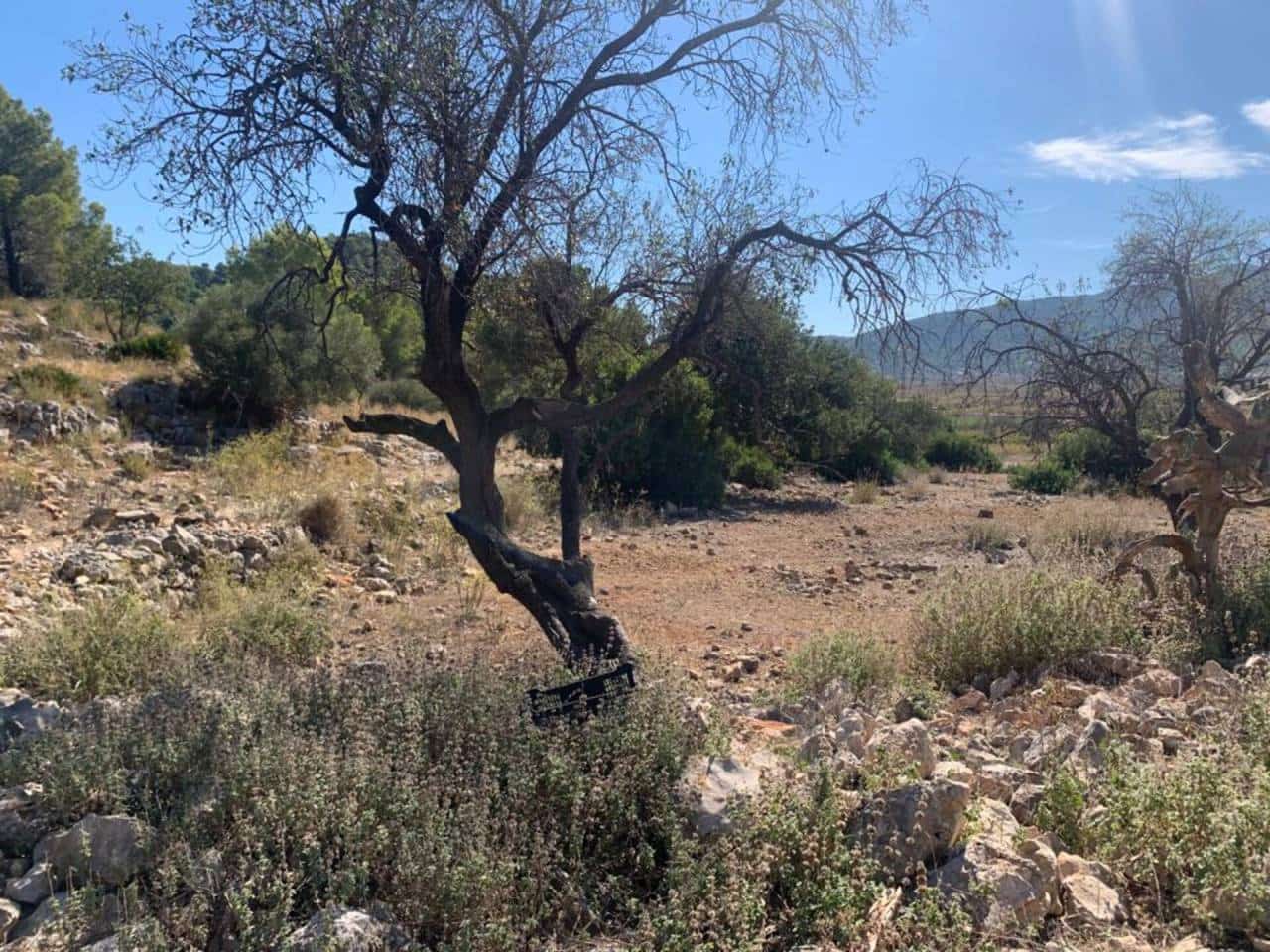 Undeveloped Land for sale in Jalon / Xalo - € 800,000 (Ref: 5678720)