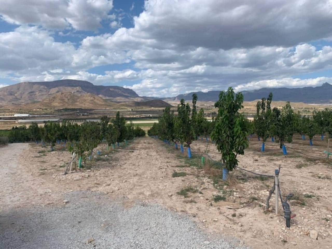 Area Edificabile in vendita in Monforte del Cid - 55.000 € (Rif: 7088623)