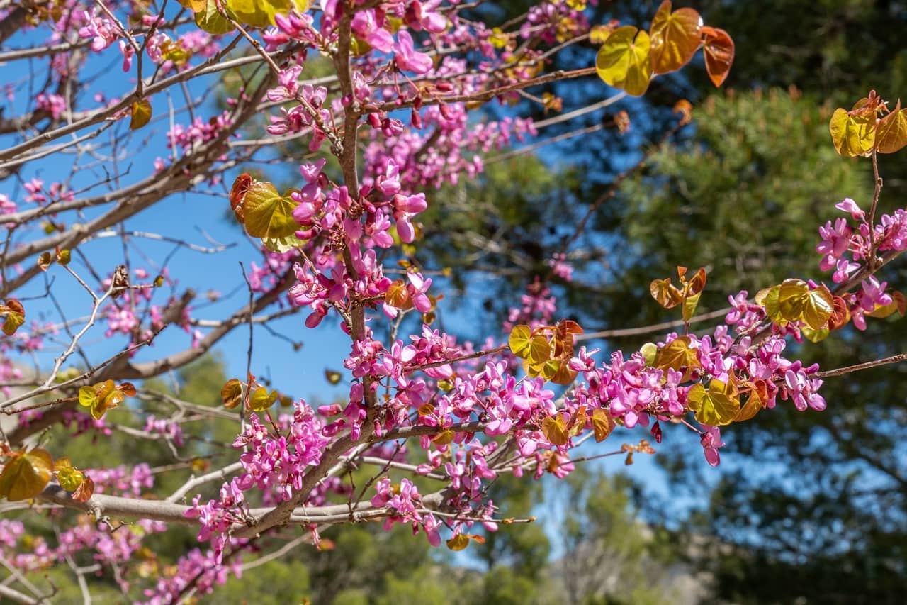4 soverom Finca/Herregård til salgs i Tarbena med svømmebasseng - € 695 000 (Ref: 9748409)