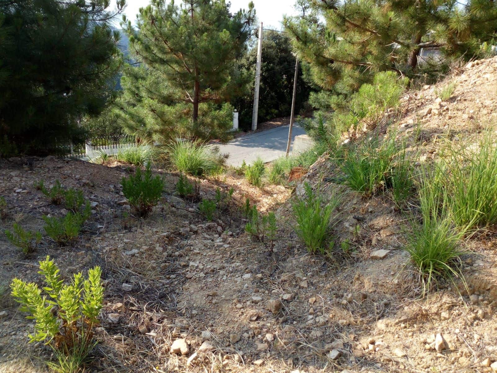Terreno Não Urbanizado para venda em Lloret de Mar - 70 000 € (Ref: 6730552)