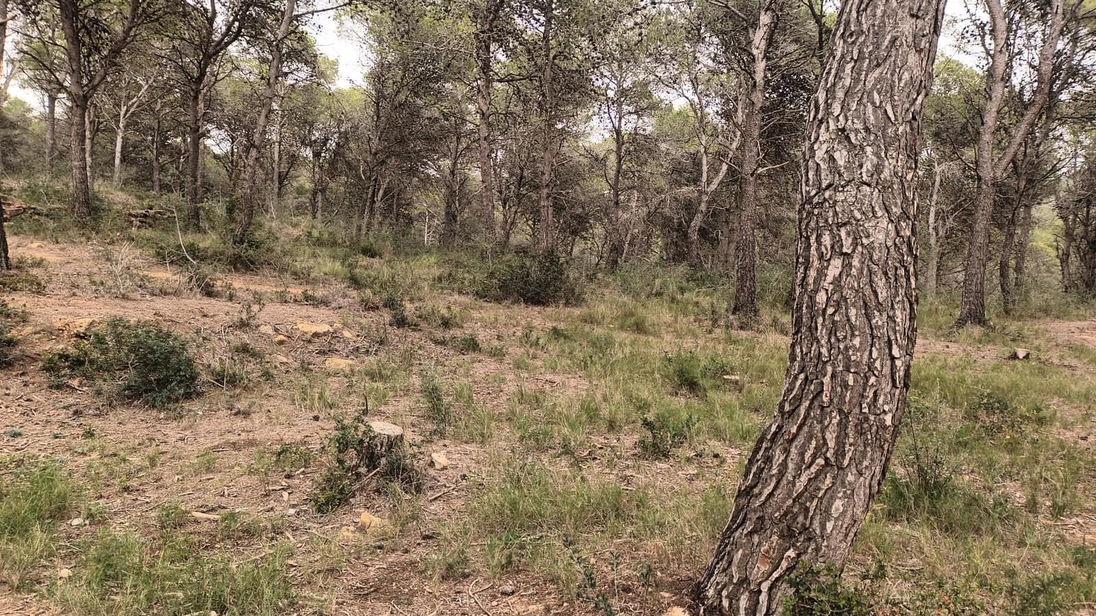 Finca/Landehus til salg i L'Estartit - € 25.000 (Ref: 8222462)