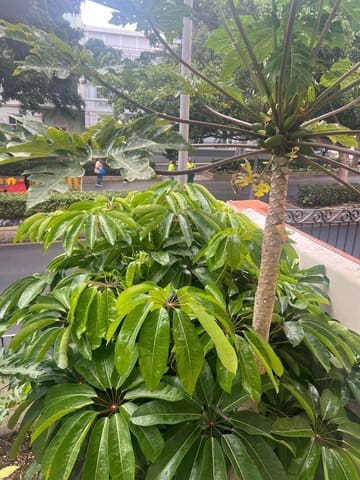 10 camera da letto Villa in vendita in Santa Cruz de Tenerife - 1.500.000 € (Rif: 9834736)
