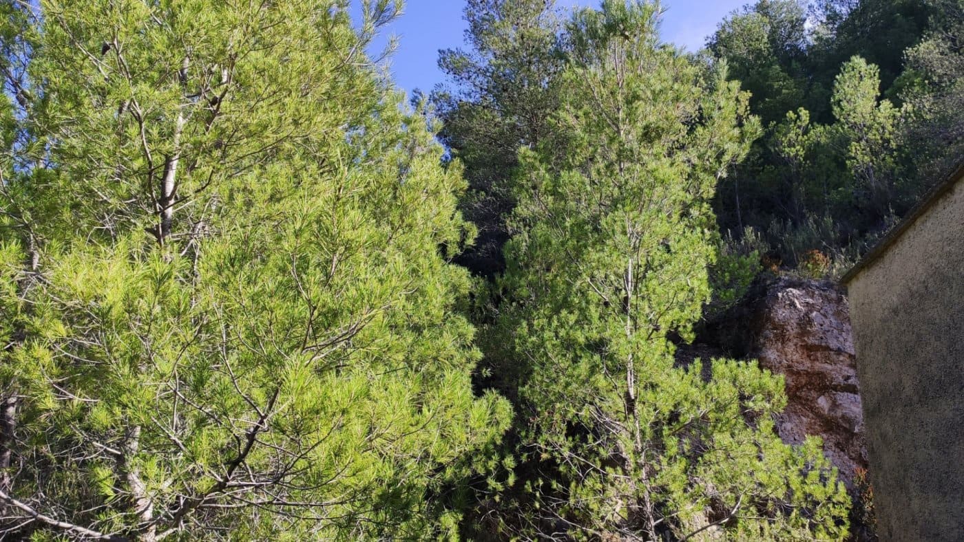 Finca/Landehus til salg i Adsubia - € 80.000 (Ref: 5730076)