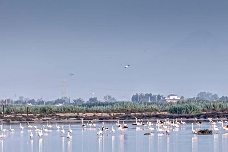 3 sypialnia Willa na sprzedaż w El Pinet z basenem - 649 000 € (Ref: 9106518)