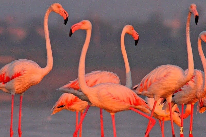 3 sypialnia Willa na sprzedaż w El Pinet z basenem - 649 000 € (Ref: 9106518)