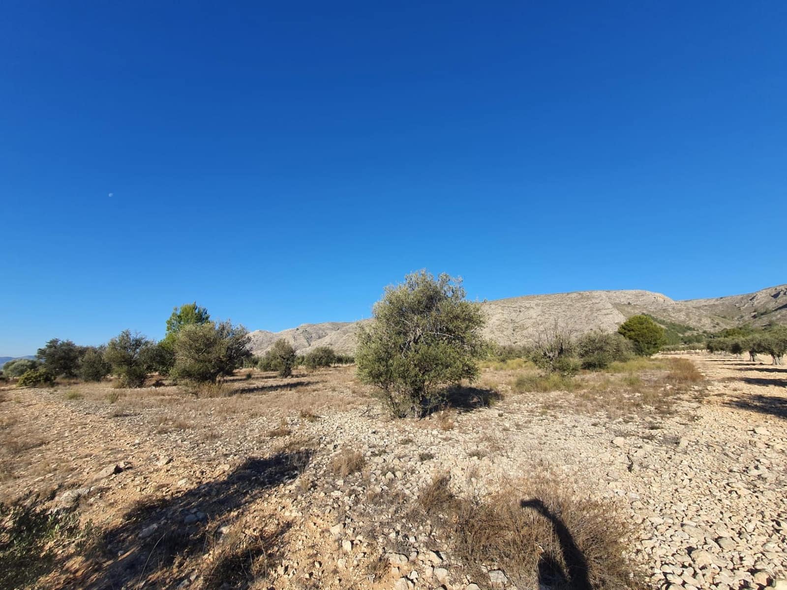 Terreno/Finca Rústica en Villena en venta - 56.500 € (Ref: 9898702)