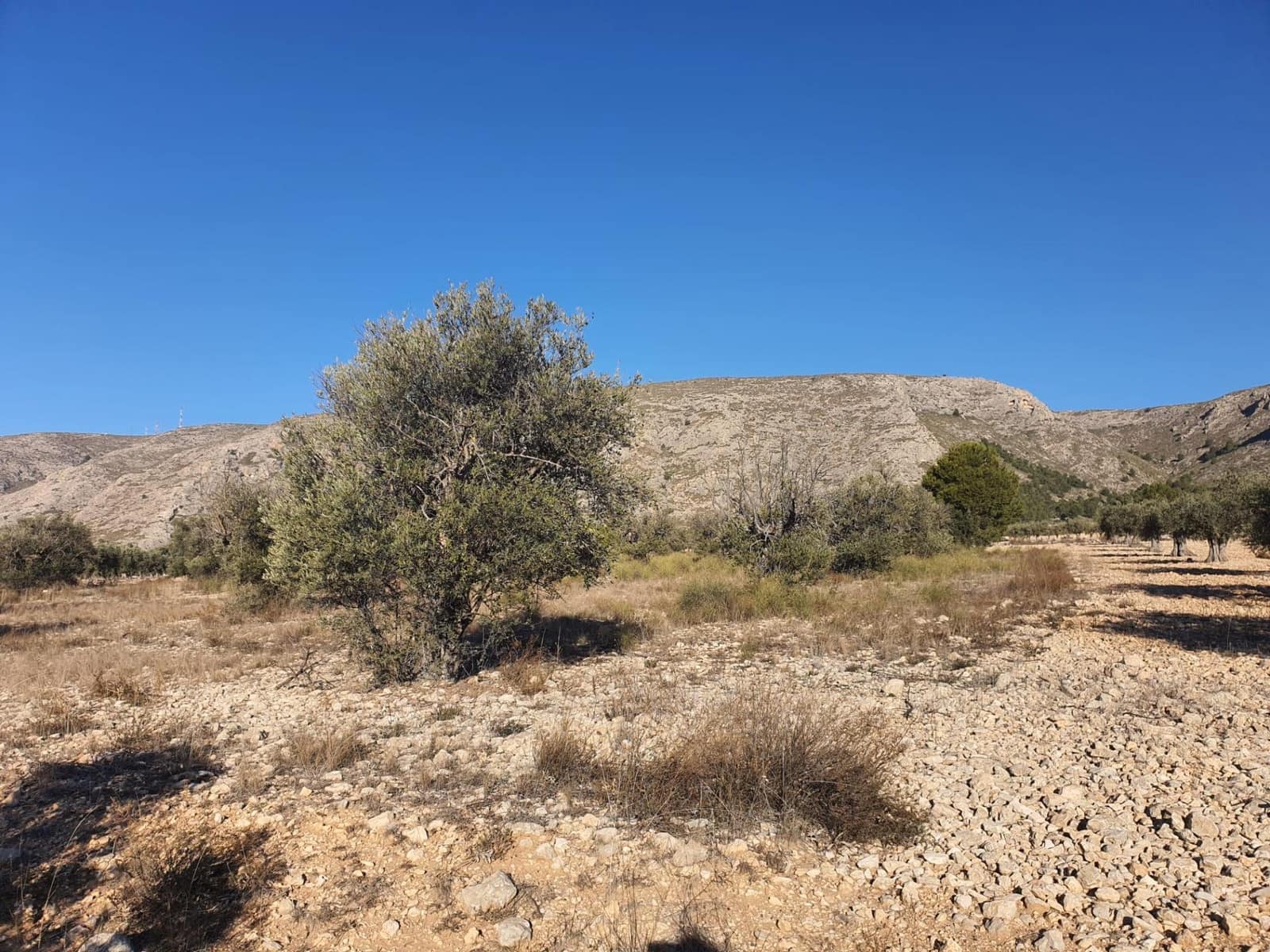 Terreno/Finca Rústica en Villena en venta - 56.500 € (Ref: 9898702)