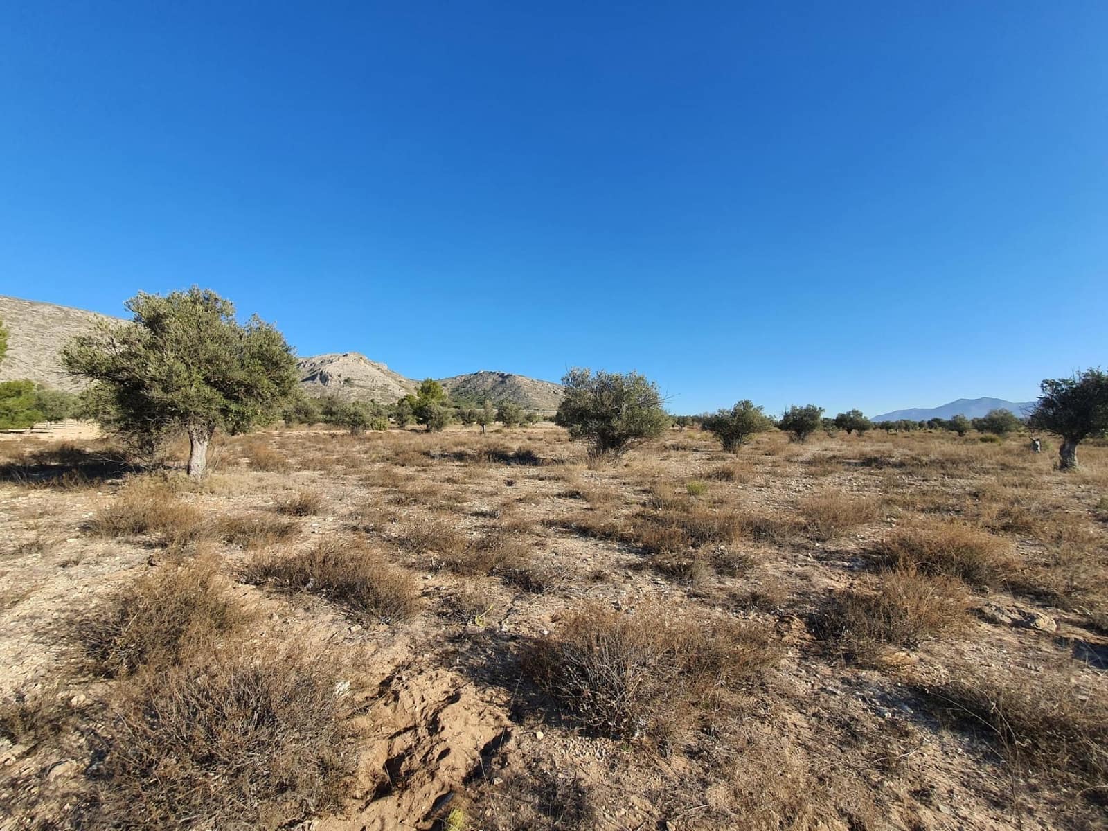 Terreno/Finca Rústica en Villena en venta - 56.500 € (Ref: 9898702)