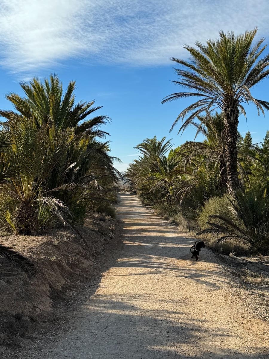 2 sypialnia Apartament na sprzedaż w Arenales del Sol z basenem - 310 000 € (Ref: 9472991)