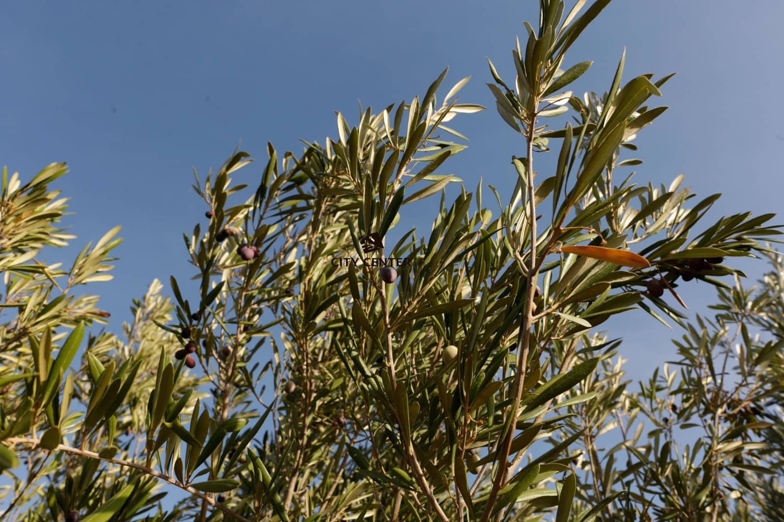 8 bedroom Finca/Country House for sale in San Miguel de Abona with pool garage - € 787,000 (Ref: 9282966)