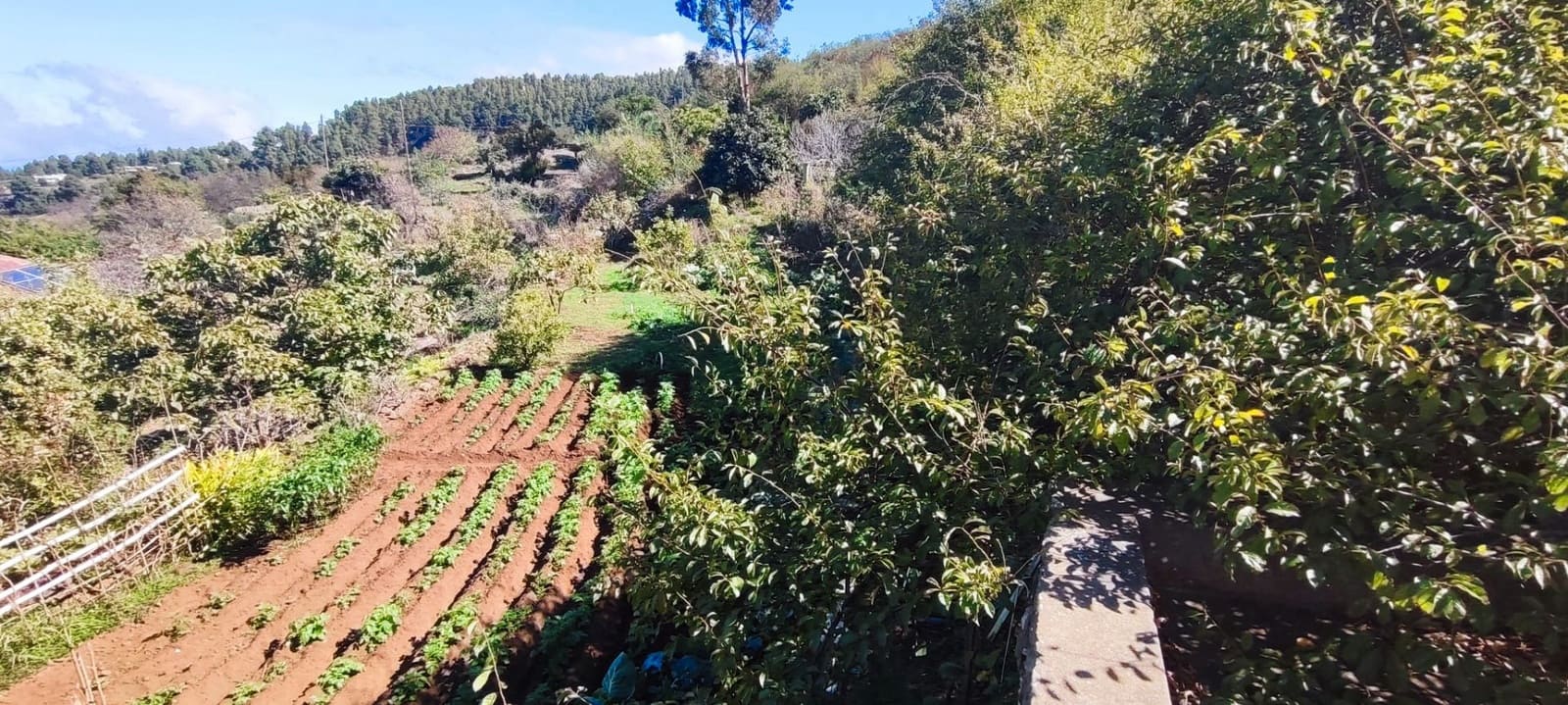 4 slaapkamer Villa te koop in Icod de los Vinos - € 185.000 (Ref: 9669443)