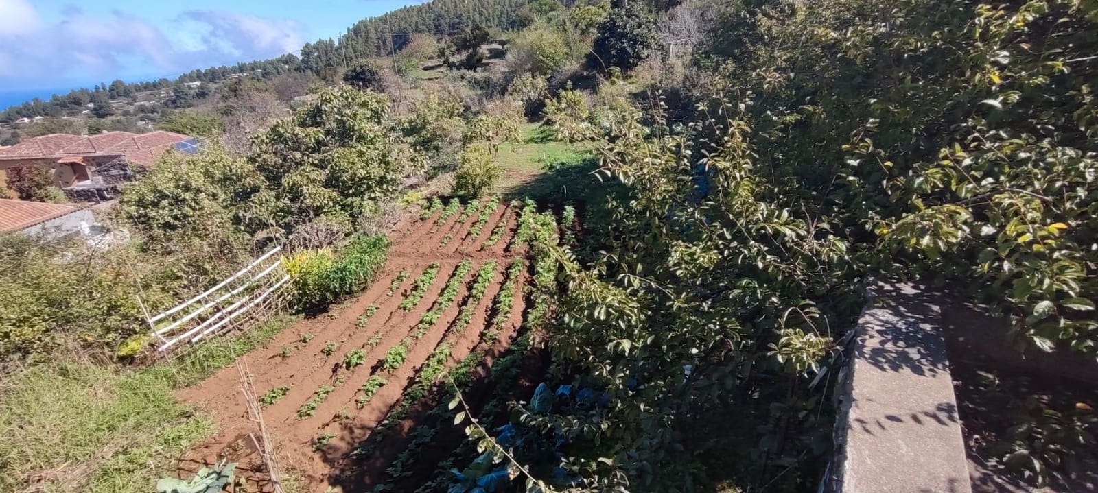 4 slaapkamer Villa te koop in Icod de los Vinos - € 185.000 (Ref: 9669443)