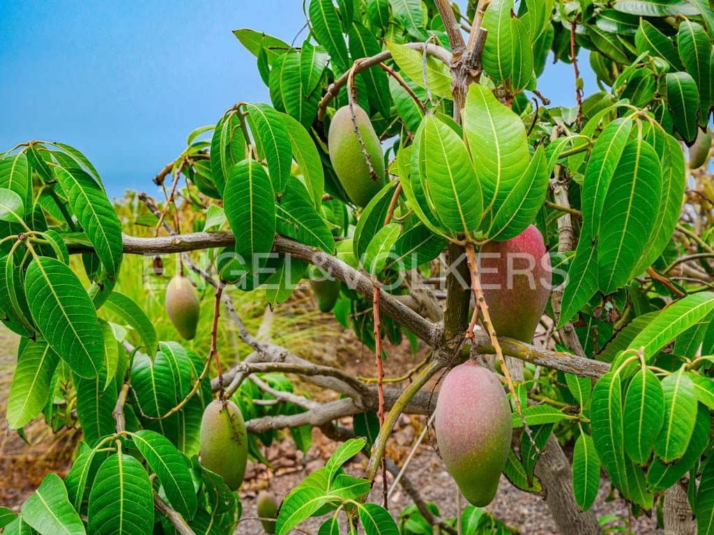 7 sypialnia Willa na sprzedaż w Guia de Isora z basenem - 975 000 € (Ref: 9282613)