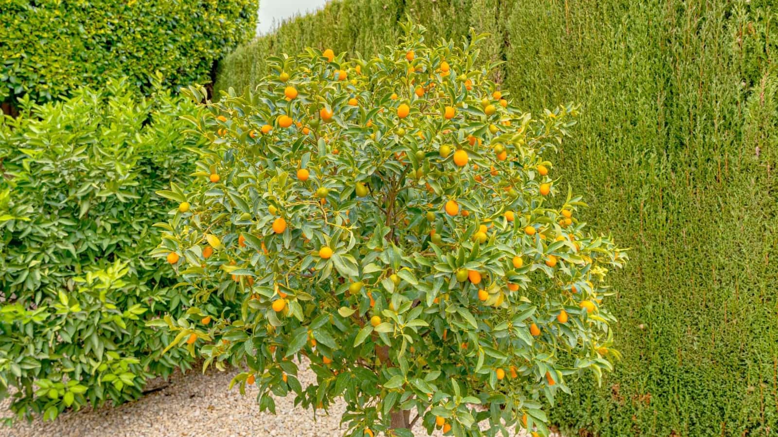 4 sovrum Villa till salu i Finestrat med pool garage - 950 000 € (Ref: 7408525)