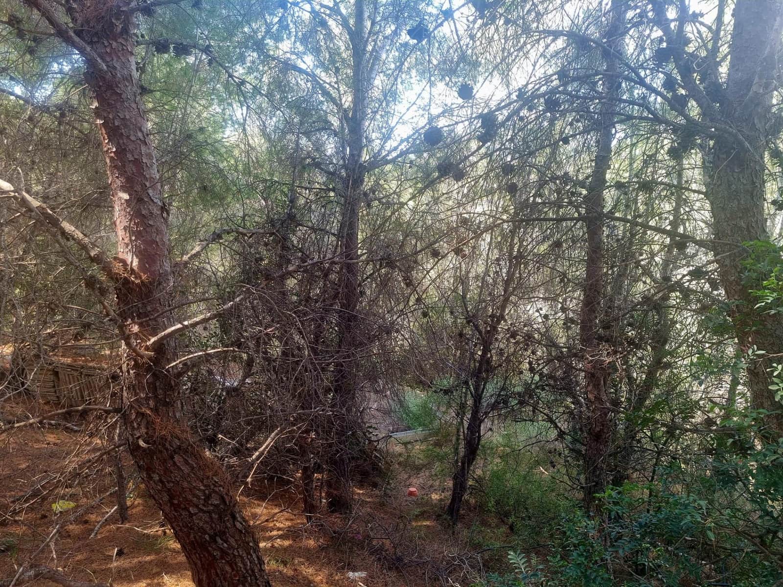 Building Plot for sale in Galera de las Palmeras - € 250,000 (Ref: 8917838)