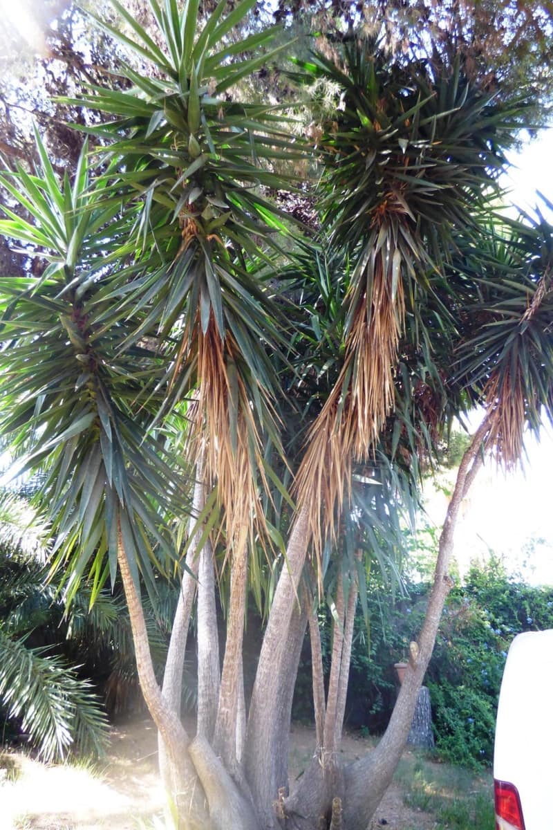 3 sypialnia Willa na sprzedaż w Miasto Alicante / Alacant z garażem - 585 000 € (Ref: 9125192)