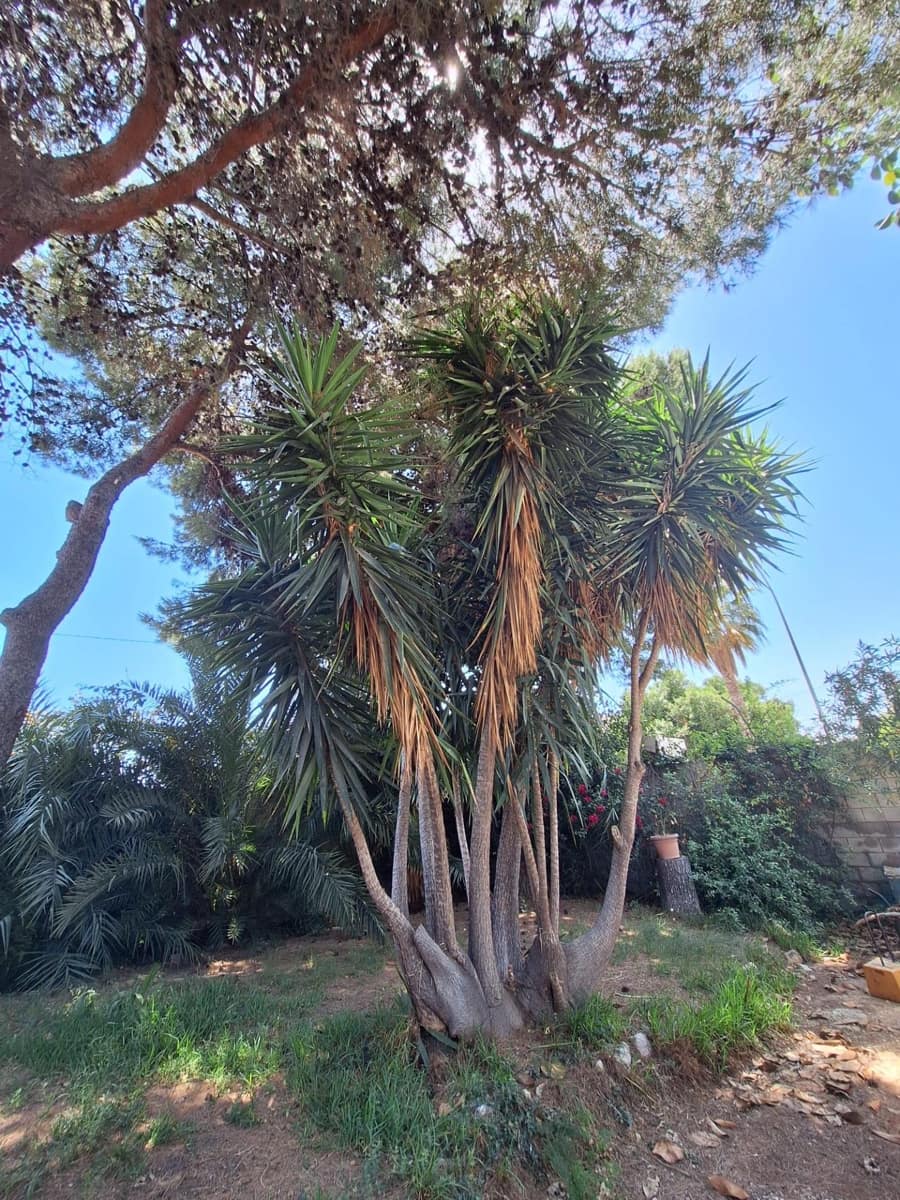 3 sypialnia Willa na sprzedaż w Miasto Alicante / Alacant z garażem - 585 000 € (Ref: 9125192)