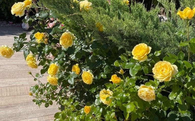 3 bedroom Villa for sale in Polop with pool - € 540,000 (Ref: 9619416)