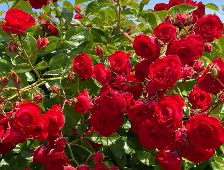 3 bedroom Villa for sale in Polop with pool - € 540,000 (Ref: 9619416)