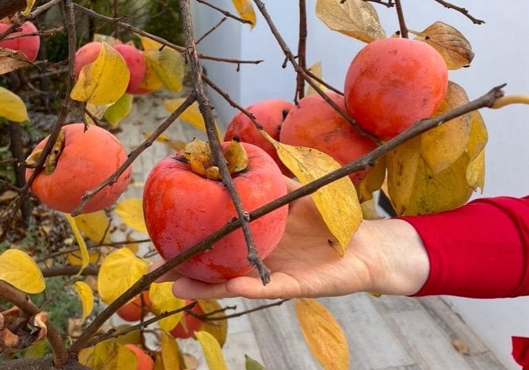 3 soveværelse Villa til salg i Polop med swimmingpool - € 540.000 (Ref: 9619416)