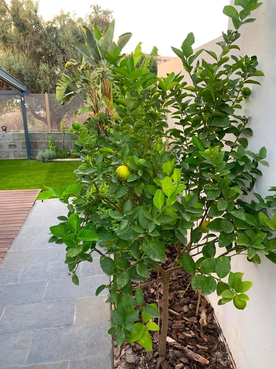 3 slaapkamer Villa te koop in Alicante stad met zwembad garage - € 1.260.000 (Ref: 9859095)