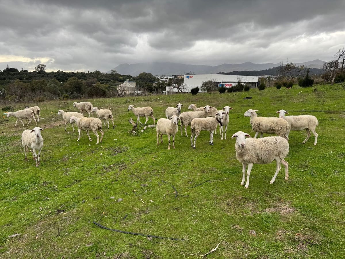 4 bedroom Villa for sale in Cancelada with pool - € 1,410,500 (Ref: 9585234)