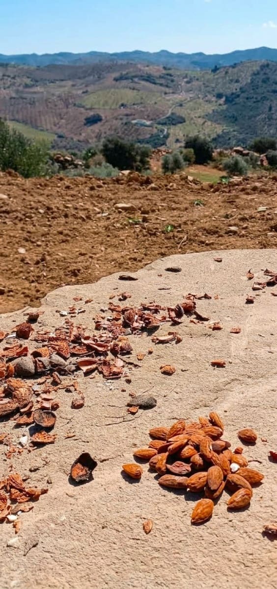 Terreno Não Urbanizado para venda em Villanueva de la Concepcion - 65 000 € (Ref: 10153896)