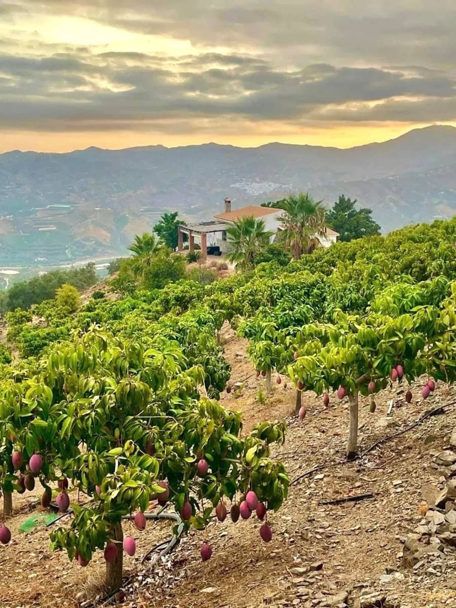 2 bedroom Finca/Country House for sale in Velez-Malaga with pool garage - € 420,000 (Ref: 9669513)