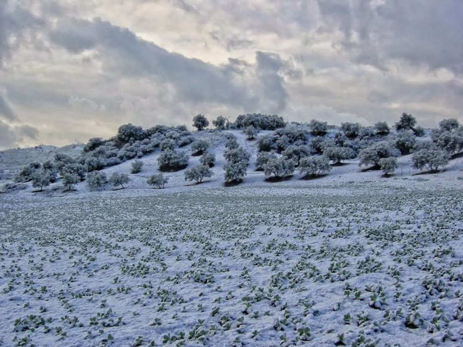 Undeveloped Land for sale in Riogordo - € 168,000 (Ref: 9704448)