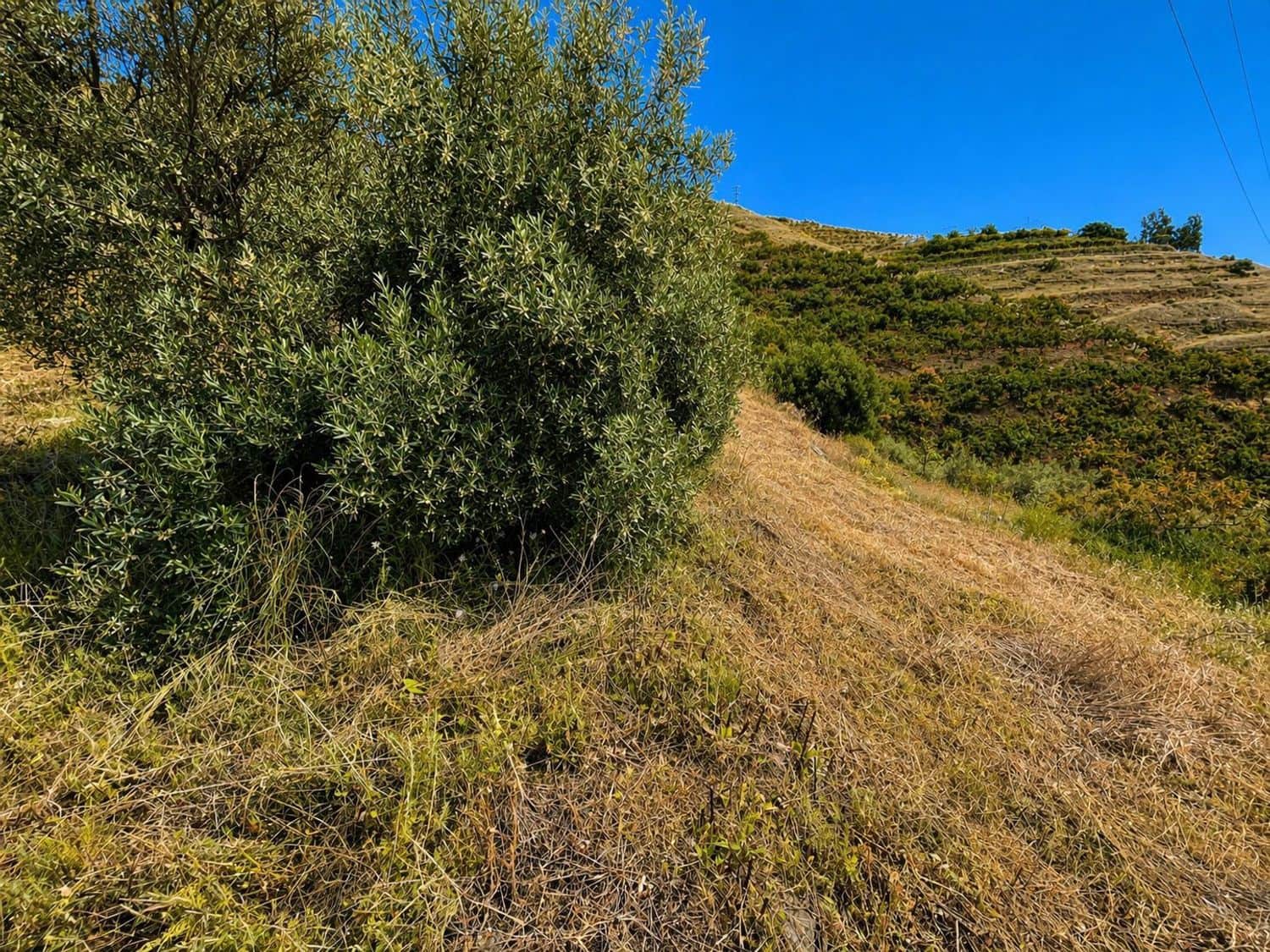 Grunde uden byggetilladelser til salg i Torrox - € 65.000 (Ref: 9796545)