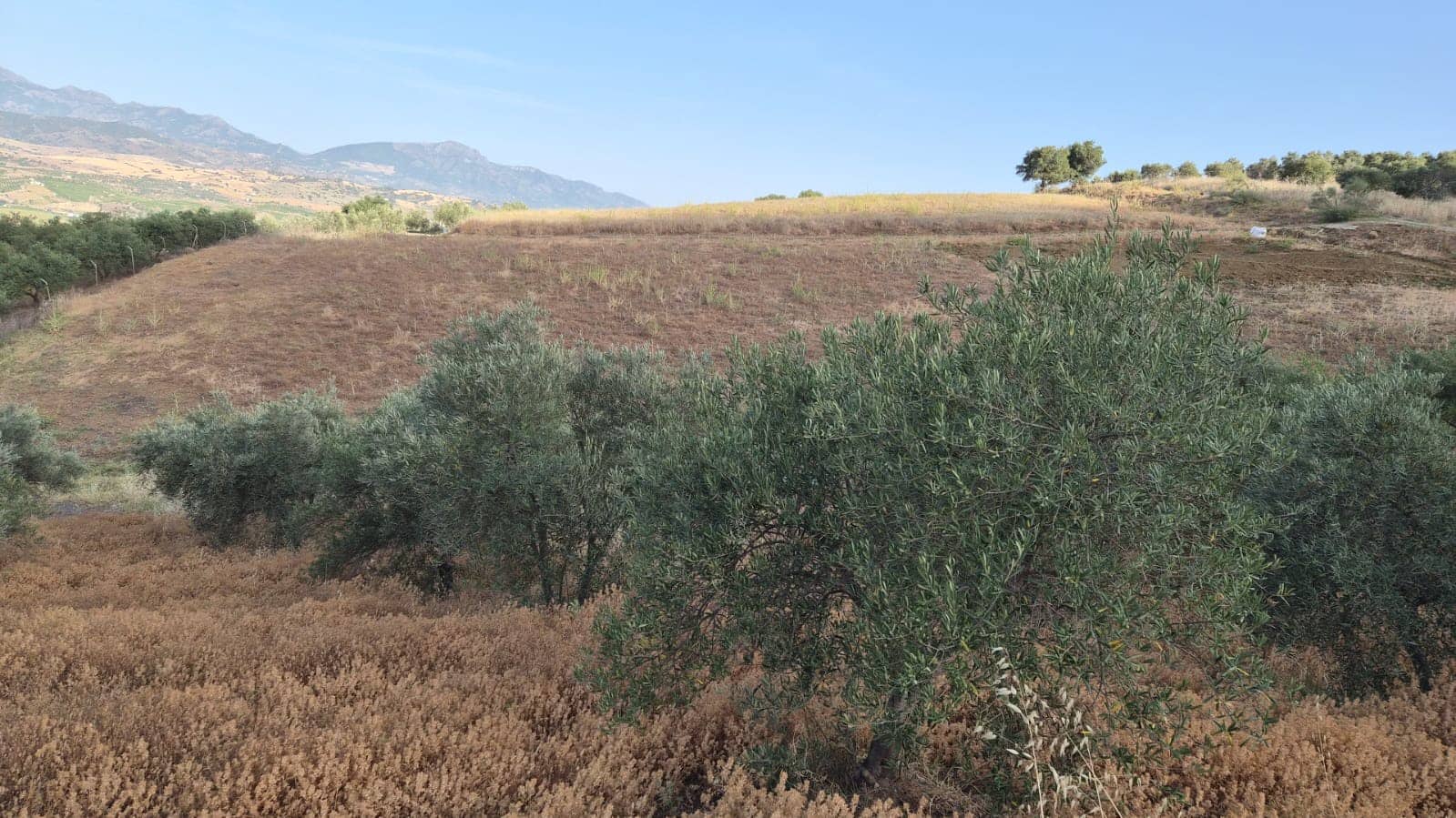 Undeveloped Land for sale in Alora - € 105,000 (Ref: 9919055)