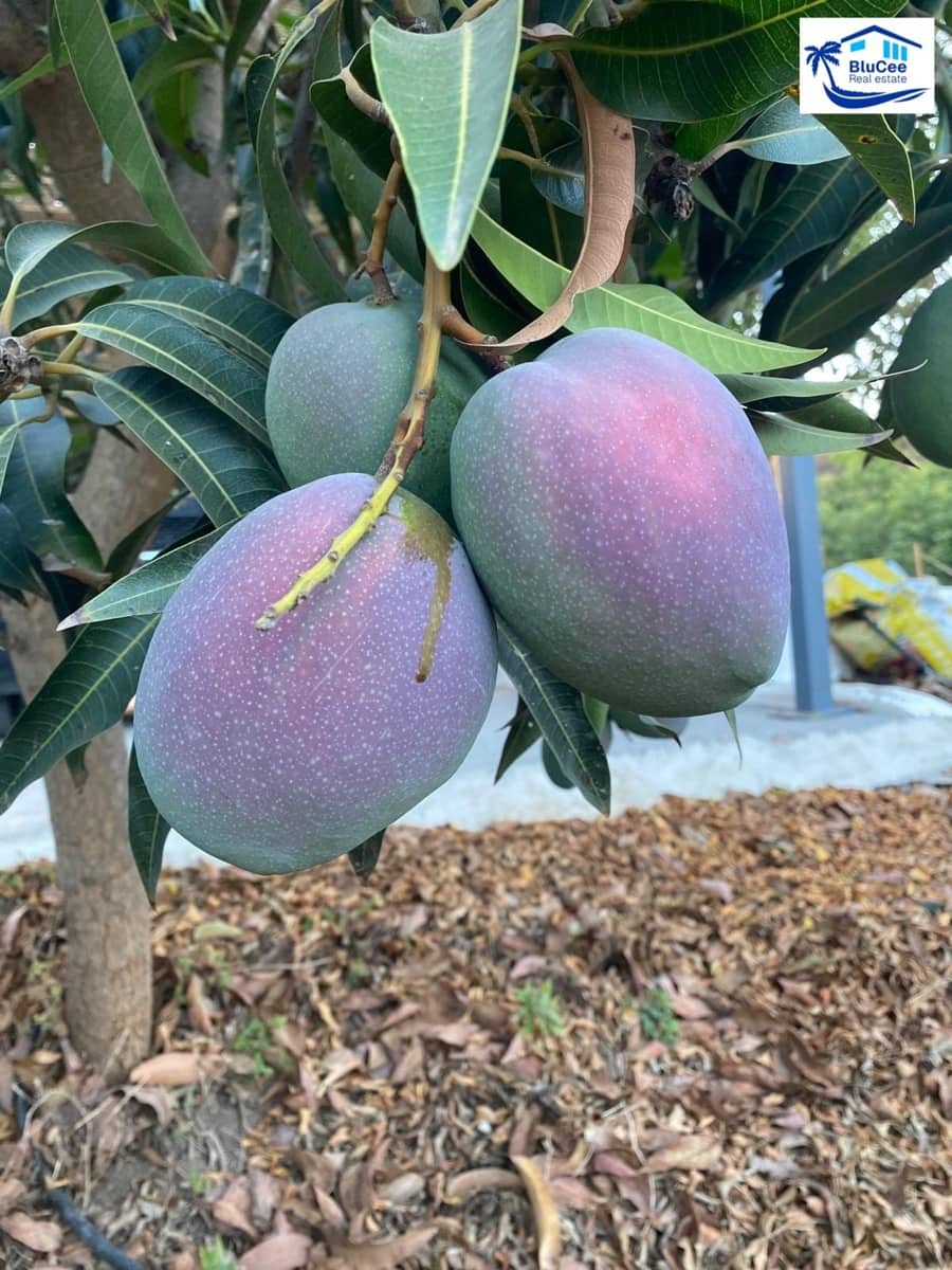 3 sypialnia Finka/Dom wiejski na sprzedaż w Velez-Malaga z garażem - 1 150 000 € (Ref: 9541876)