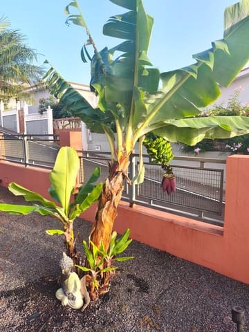 4 camera da letto Villa in vendita in Tacoronte con garage - 520.000 € (Rif: 10005139)