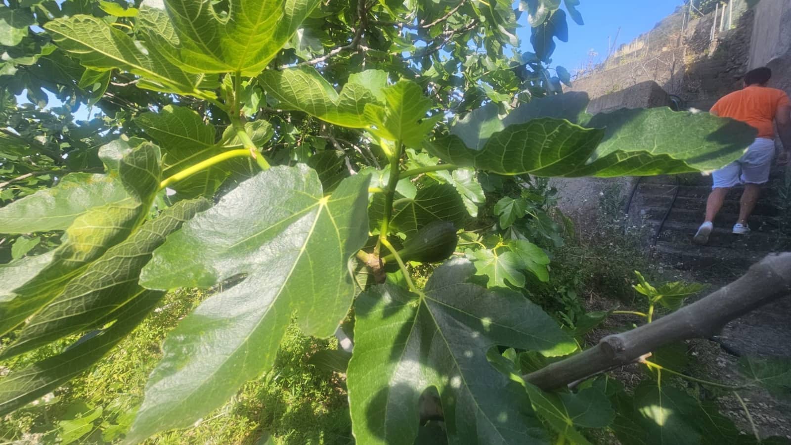 Finca/Hus på landet till salu i Guimar - 240 000 € (Ref: 9020644)