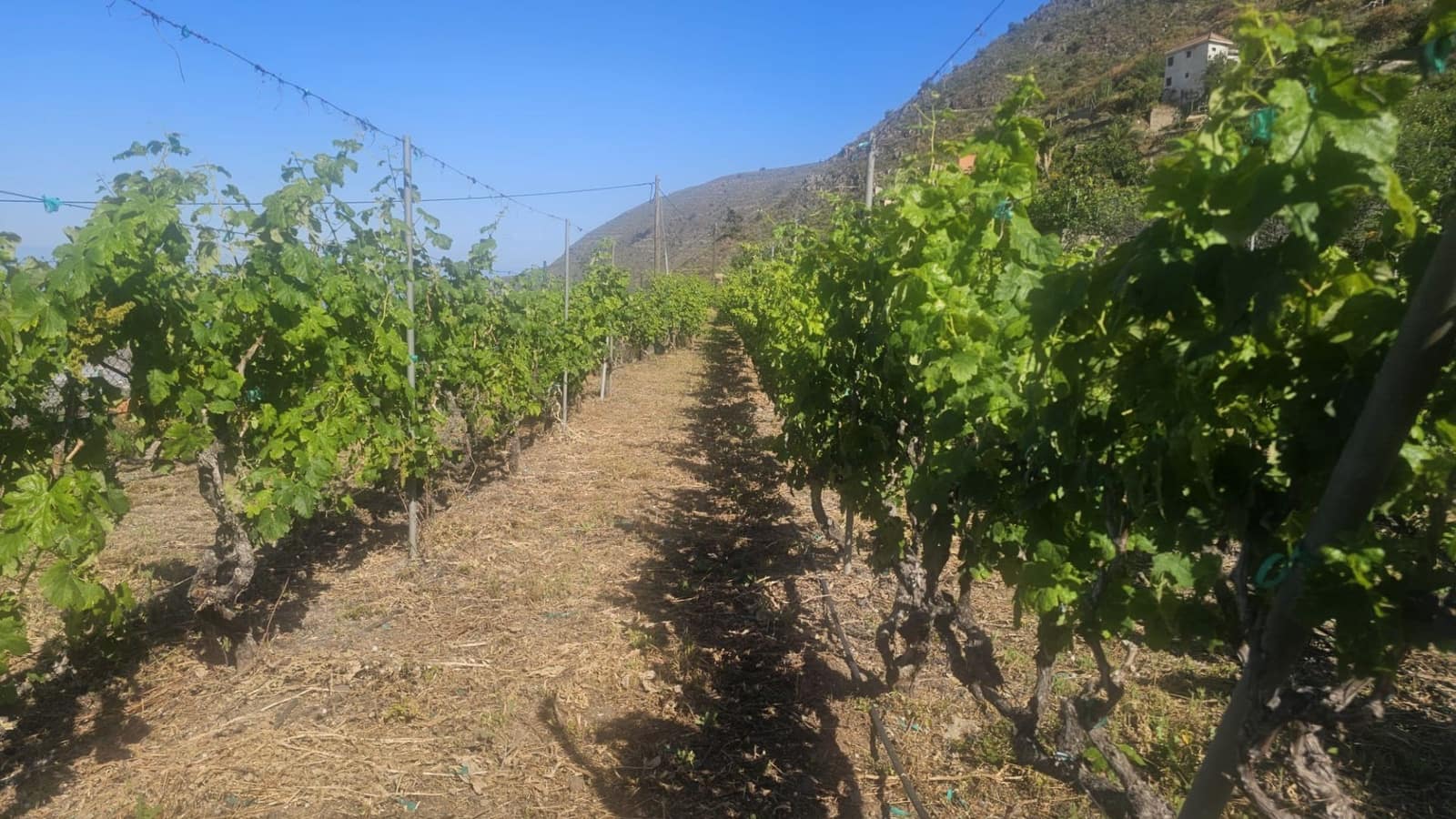 Finca/Hus på landet till salu i Guimar - 240 000 € (Ref: 9020644)