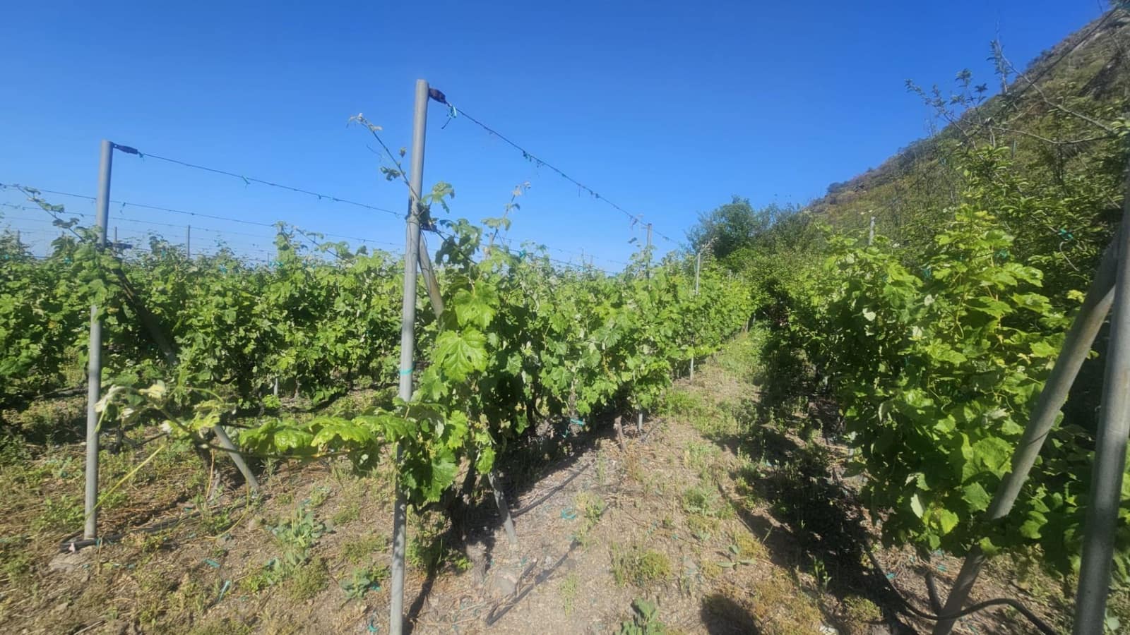 Finca/Hus på landet till salu i Guimar - 240 000 € (Ref: 9020644)