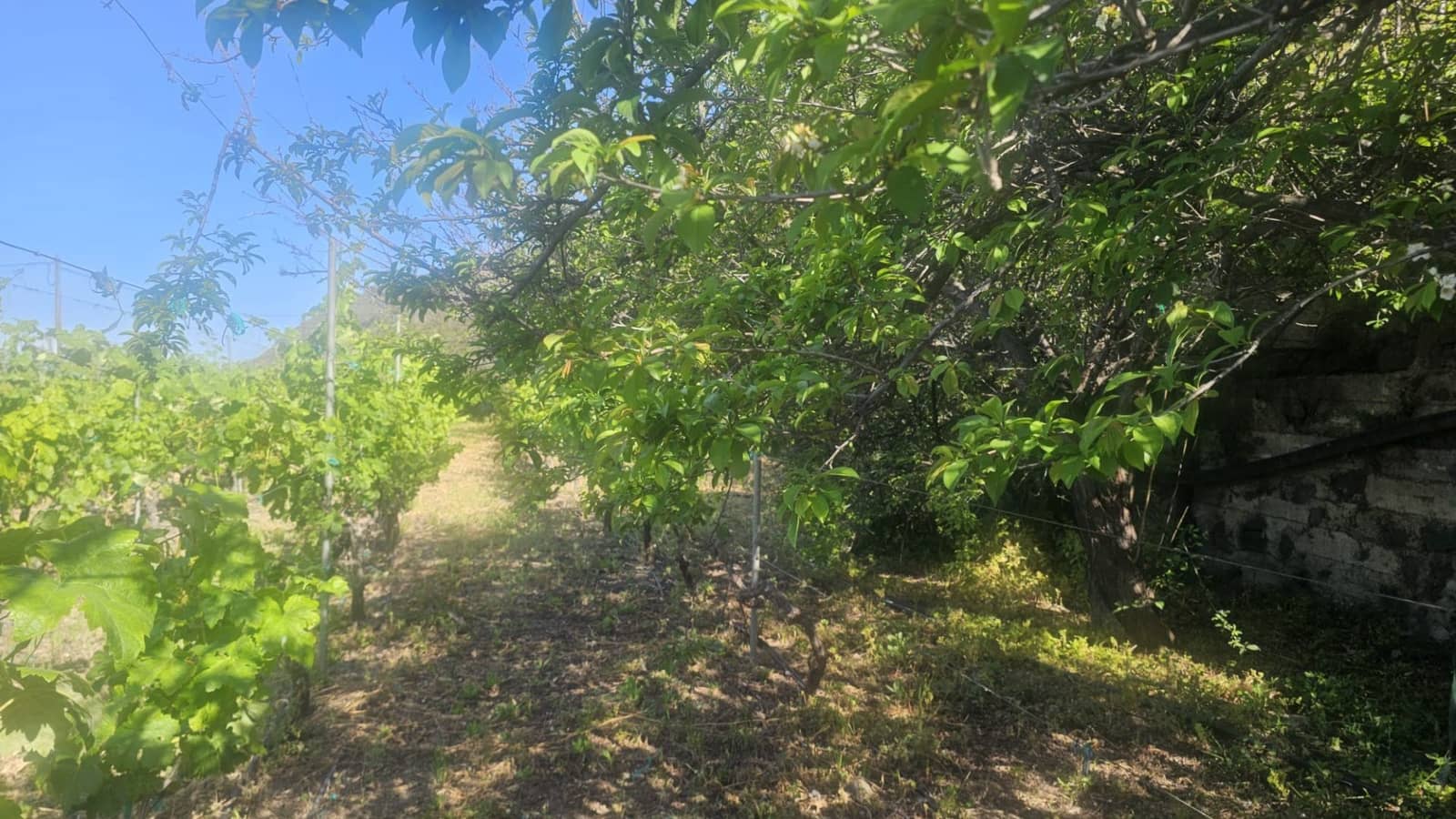 Finca/Hus på landet till salu i Guimar - 240 000 € (Ref: 9020644)