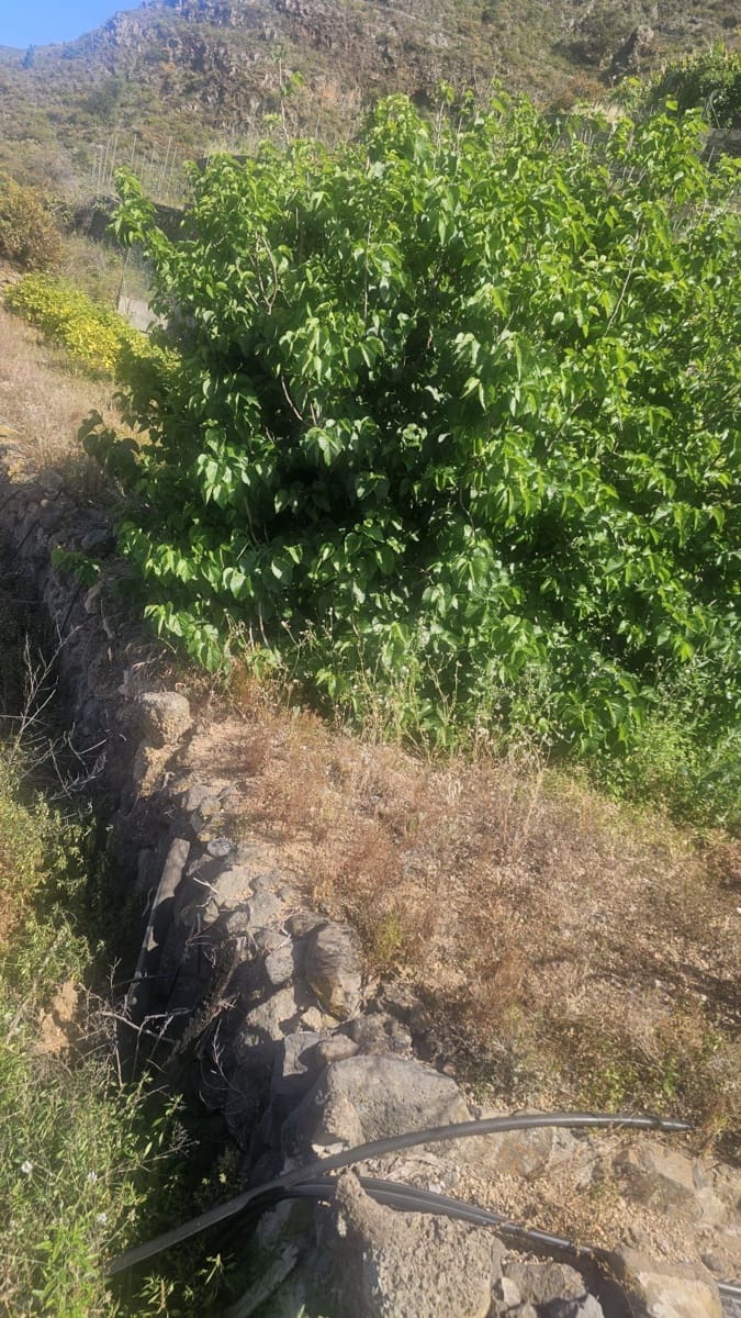 Finca/Hus på landet till salu i Guimar - 240 000 € (Ref: 9020644)