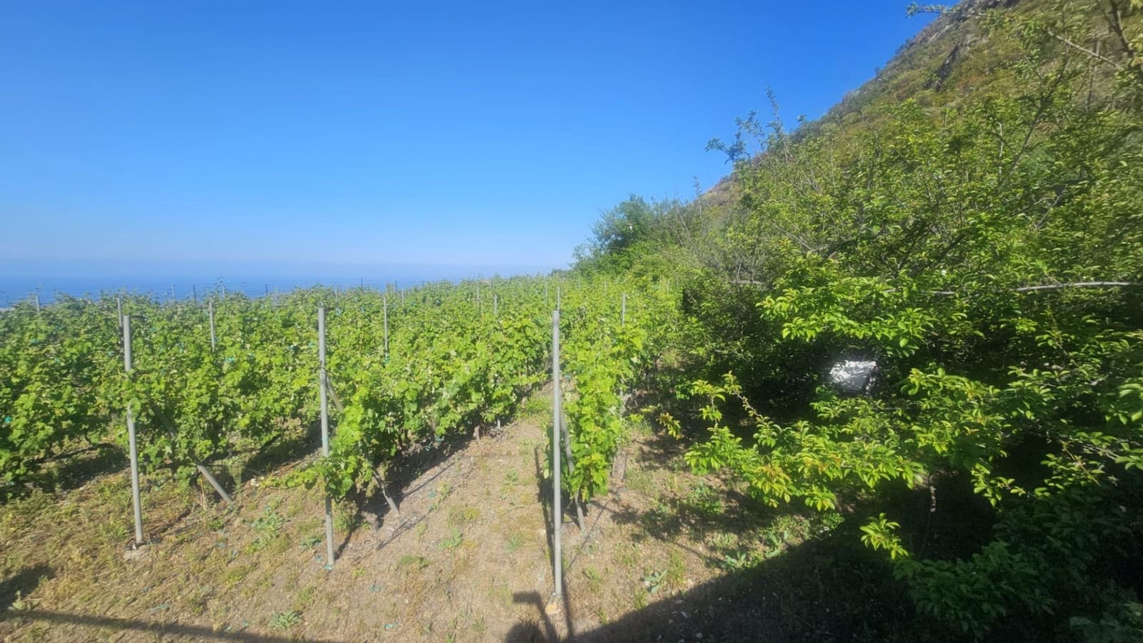 Finca/Hus på landet till salu i Guimar - 240 000 € (Ref: 9020644)