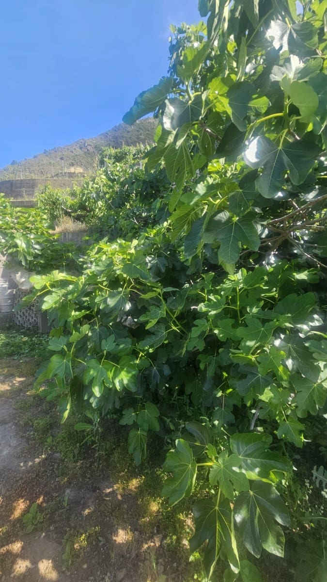 Finca/Hus på landet till salu i Guimar - 240 000 € (Ref: 9020644)