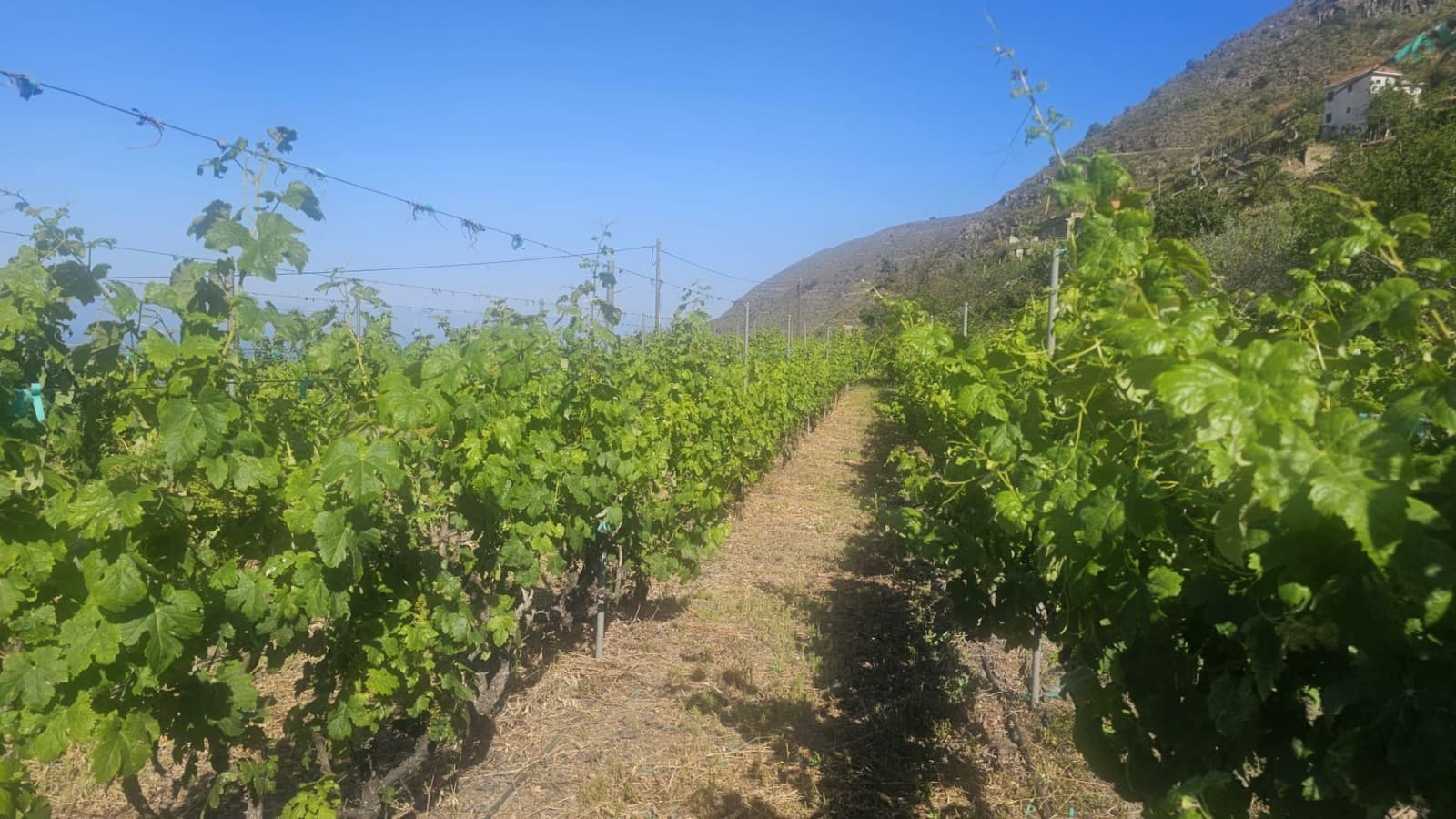 Finca/Hus på landet till salu i Guimar - 240 000 € (Ref: 9020644)