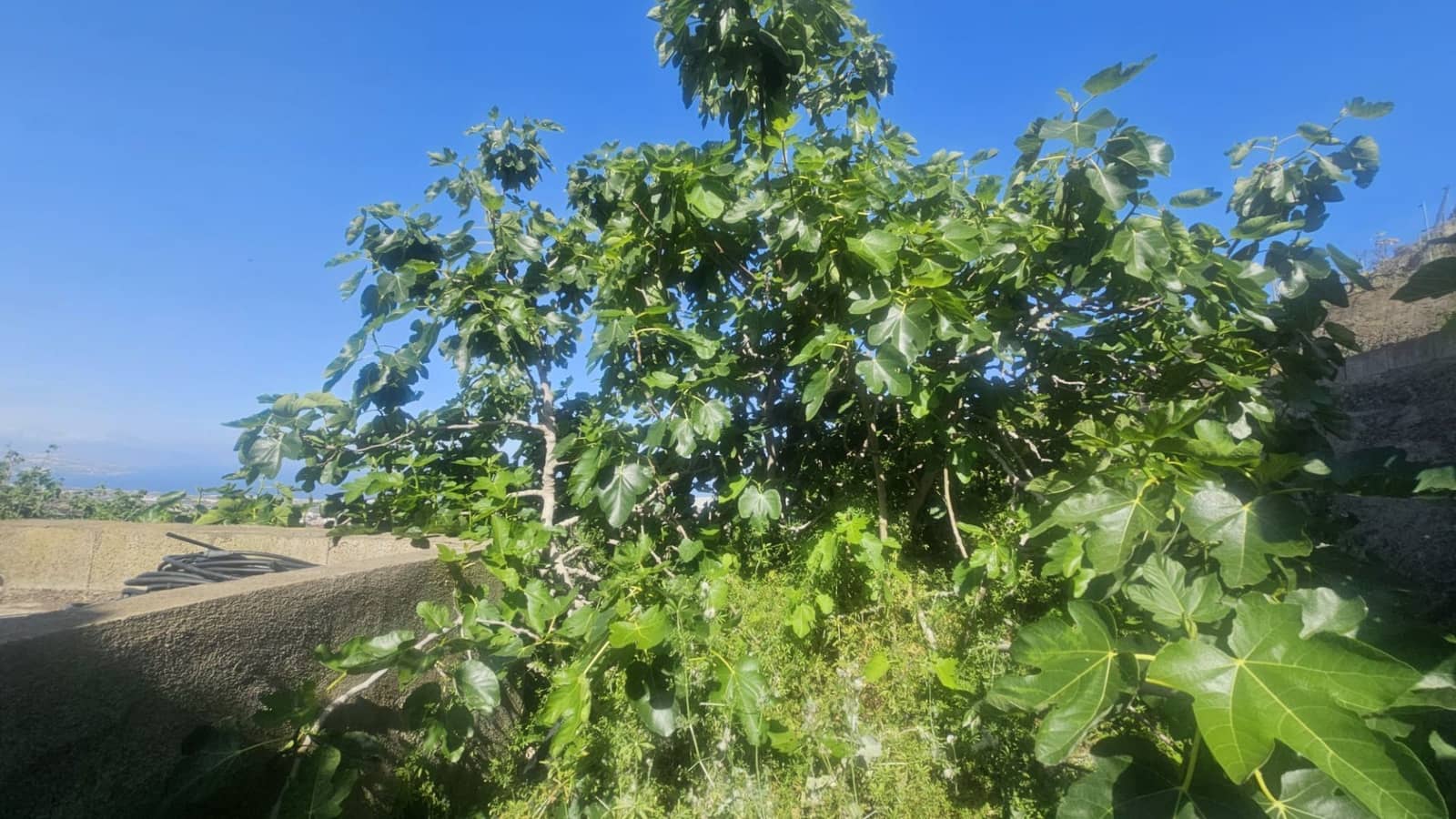 Finca/Hus på landet till salu i Guimar - 240 000 € (Ref: 9020644)