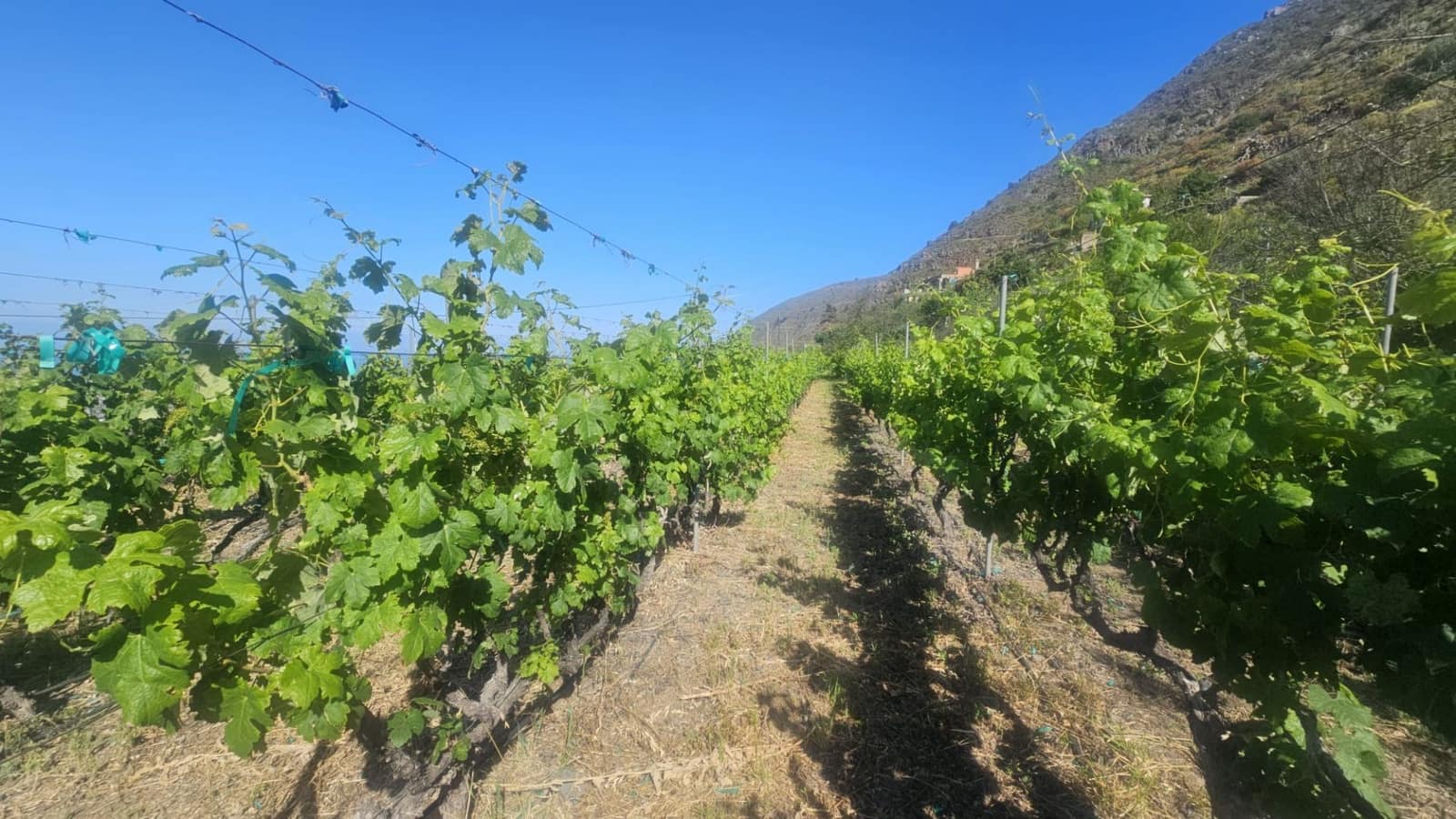 Finca/Hus på landet till salu i Guimar - 240 000 € (Ref: 9020644)