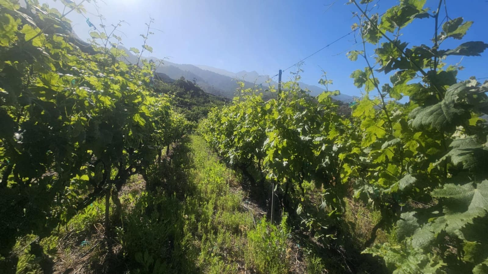 Finca/Hus på landet till salu i Guimar - 240 000 € (Ref: 9020644)